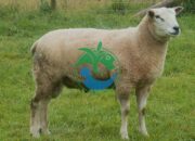 Panduan Ternak Domba Texel yang Efektif