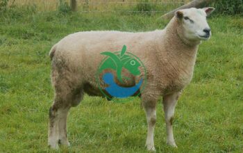 Panduan Ternak Domba Texel yang Efektif